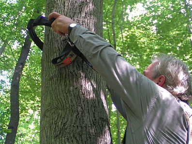 Deer hunter using Q-Safe Tree Strap to safely climb a tree as a hunter saftey system