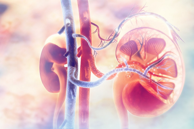Kidney transplantat