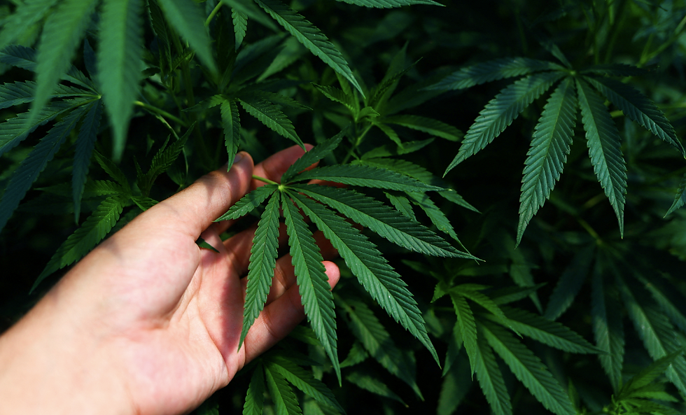 Argentina innova con porros de cannabis pre armados: seguridad y calidad en cada inhalación