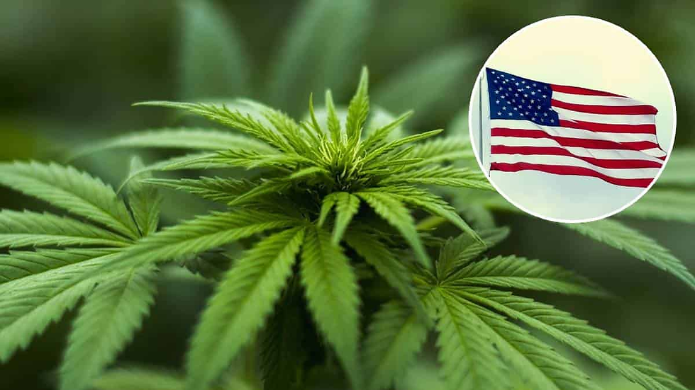La industria del cannabis enfrenta grandes retos en estados pioneros