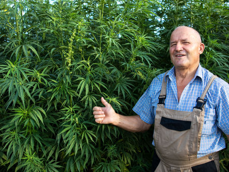 Legalización del cannabis: un cambio significativo para las comunidades marginadas