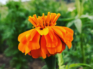 Flor de Cempasúchil, características y significado