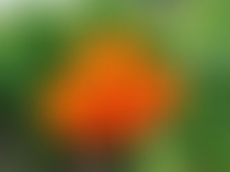 Flor de Cempasúchil, características y significado