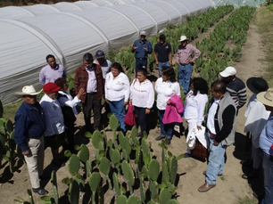 CON ASISTENCIA TÉCNICA SEFOA IMPULSA CRECIMIENTO DE CADENA AGRÍCOLA DEL NOPAL.