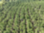 DJI_0153.JPG
