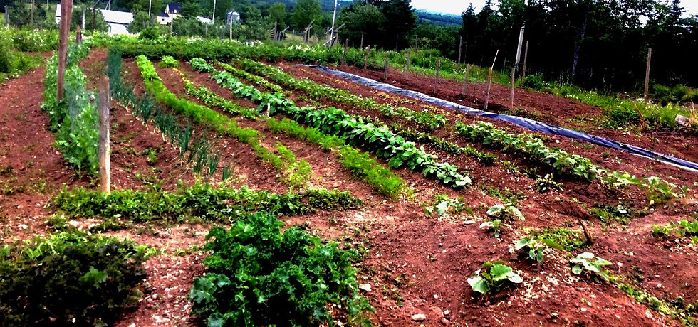 garden 2016