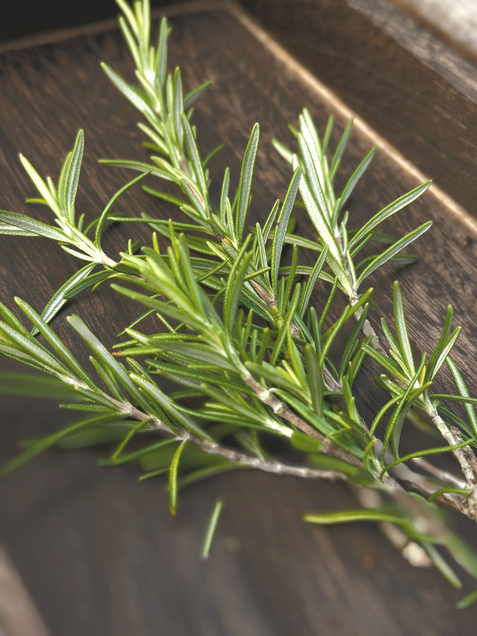 Fresh rosemary sprigs reflecting our philosophy