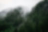 Foggy conditions in pine forest._edited.jpg