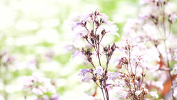 いよいよ明日！てとて市2019開催です！