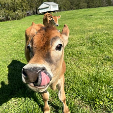 Maverick the Cow