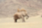 Hoanib - Bull Dustbathing 1