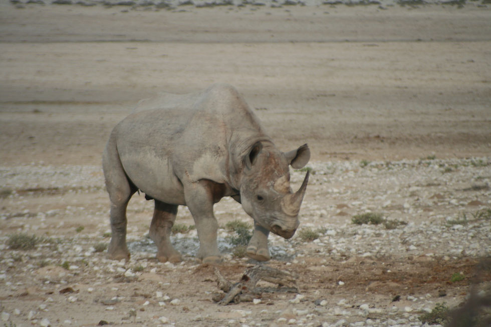 Etosha Central