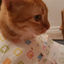 Writer: Dad of Cats