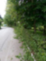Heckenschnitt plus Abtransport