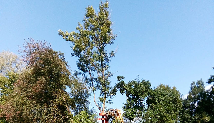 Baumabtragung