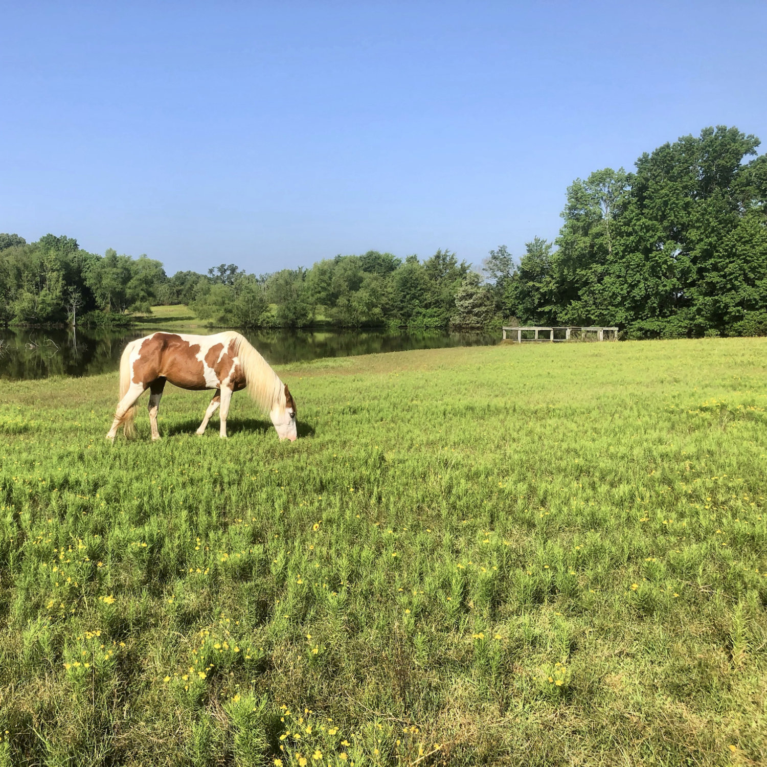 Sunshine Acres Ranch
