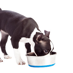 Puppy Drinking