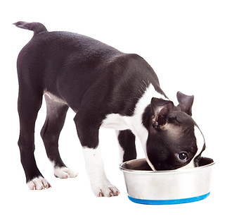 Puppy Drinking