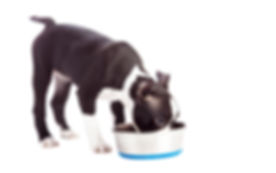 Puppy Drinking