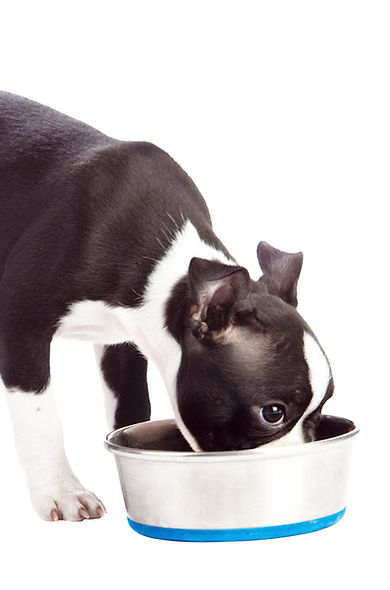 Puppy Drinking