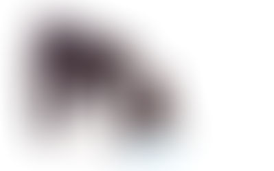 Datos curiosos del sistema digestivo de tu perro