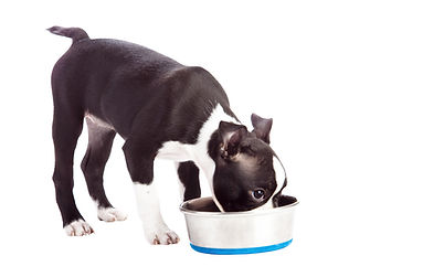 Puppy Drinking