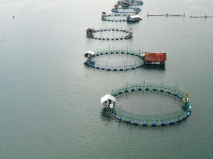 Cybersecurity in Cultured Pearl Farming: IoT Risks in Aquaculture