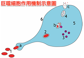 Macrophagesprocess