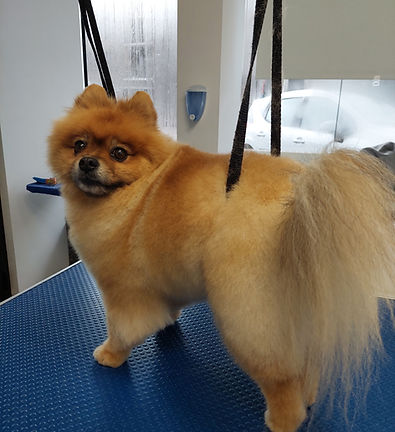 Hondentrimsalon Genk