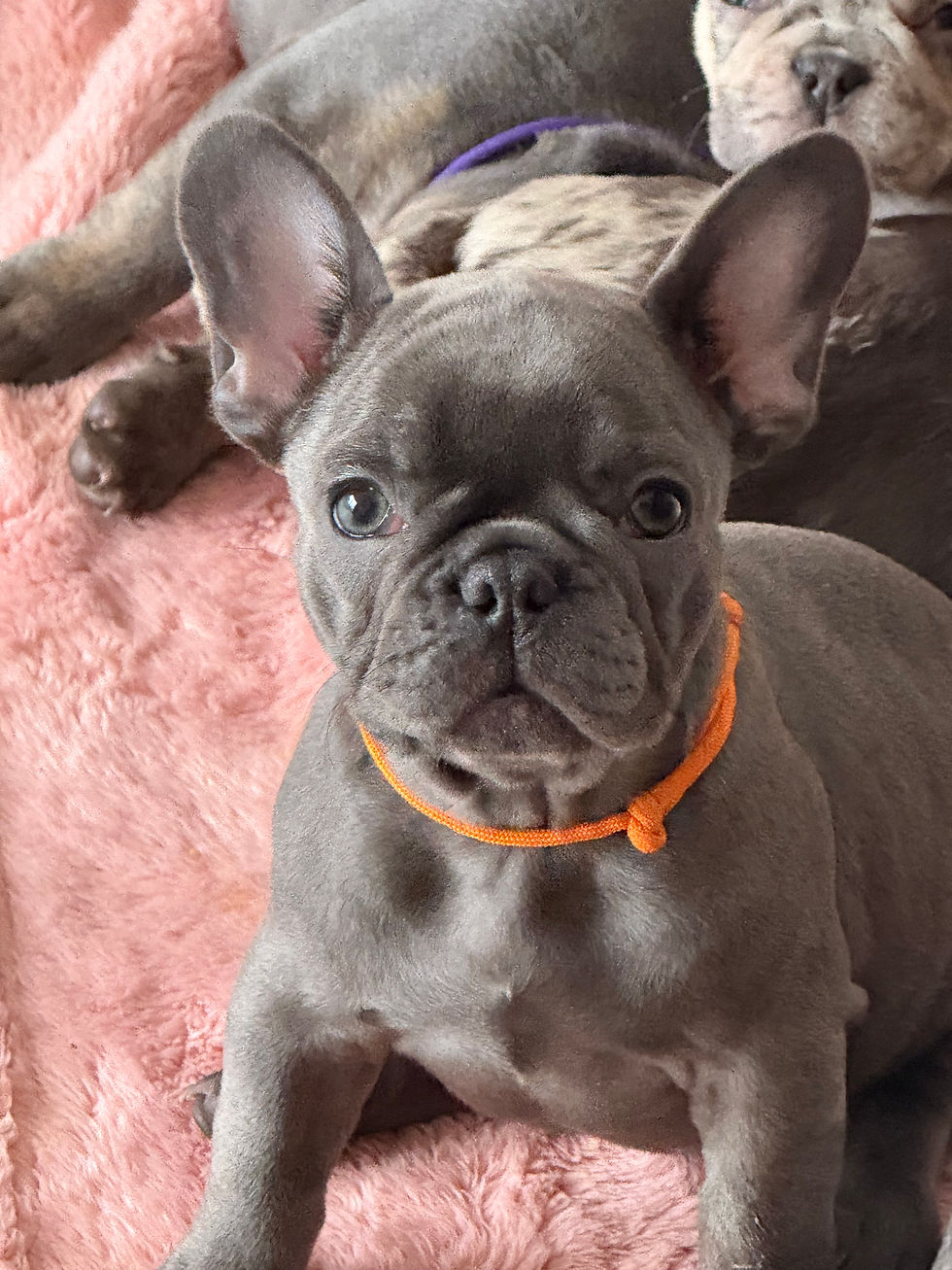 Franse Bulldog Puppy’s