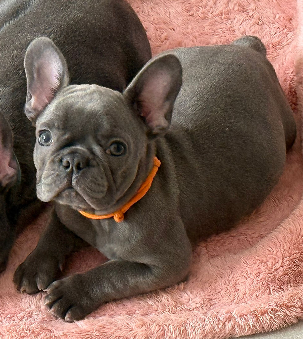 Franse Bulldog Puppy’s