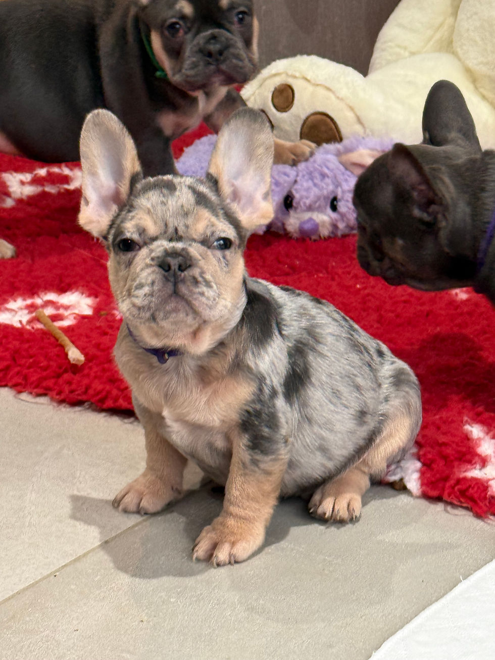 Franse Bulldog Puppy’s