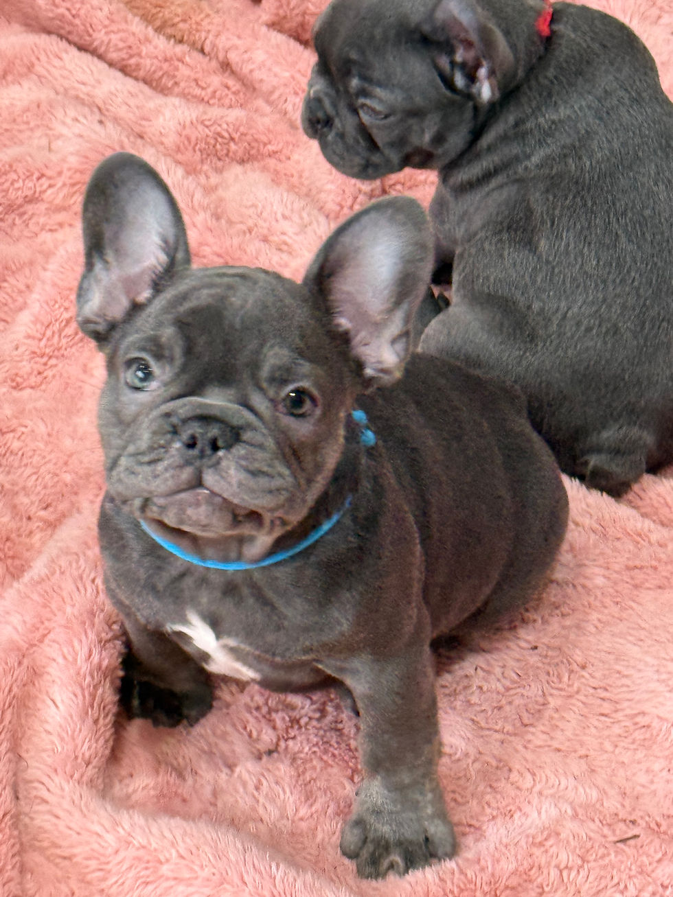 Blue Franse bulldogs - voorste verkocht