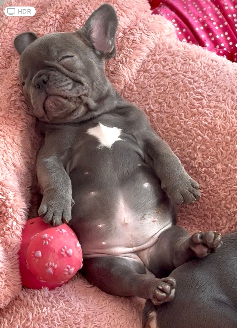 Franse buldog Blue pup