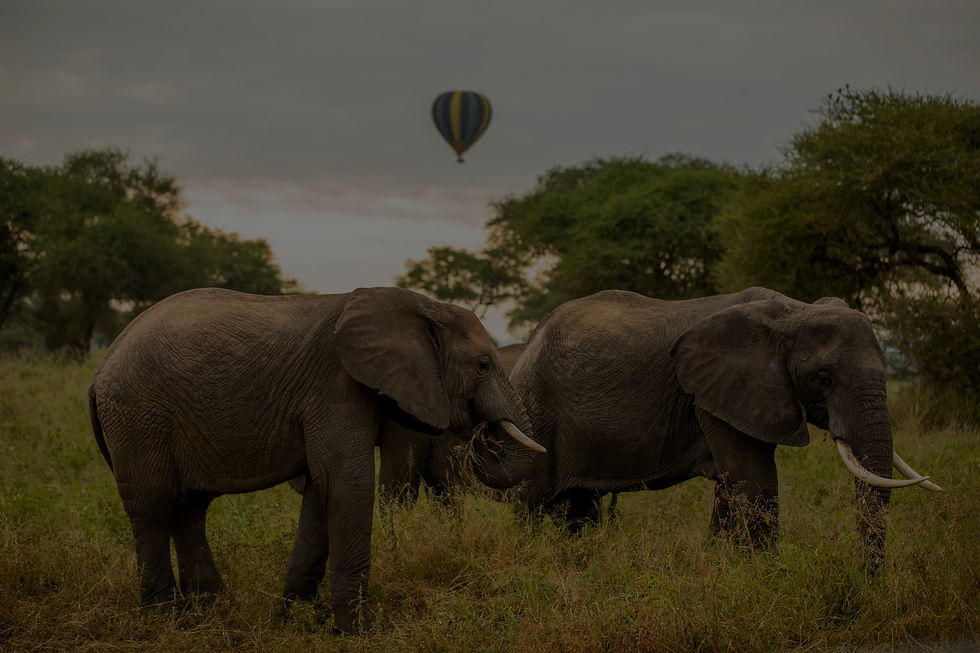 Miracle Experience Balloon Safaris_edited.jpg