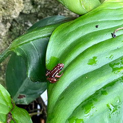 mini kikkertjes in de serres van Botanisk Have, Kopenhagen