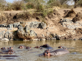 pool with hippo's in the Serengeti, Tanzania