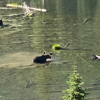 Moose bathing at Two Medicine, Glacier National Park, Montanat