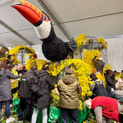 Volunteers helping to decorate the floats for the Fête du Mimosa in Mandelieu-la-Napoule