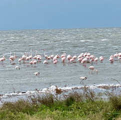 heel veel flamingo's in de Ngorongoro crater, Tanzania
