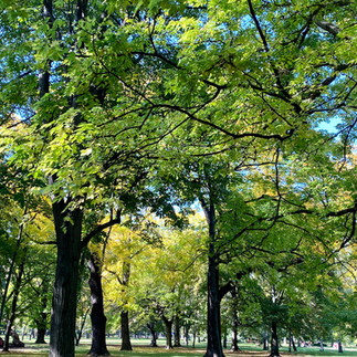 visiting the beautiful park on Margaret island in the middle of the Danube river, Budapest