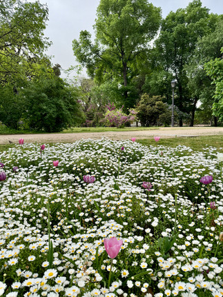 Flowers in Retiro Park, Madrid, Spain