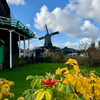 the iconic Windmills at Zaanse schans in the Netherlands
