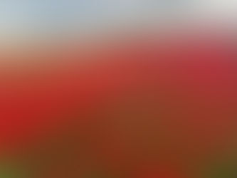 Beleef de magie van de tulpenvelden in Nederland