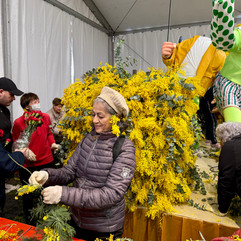 Vrijwilligers die helpen bij het versieren van de praalwagens voor het Fête du Mimosa in Mandelieu-la-Napoule