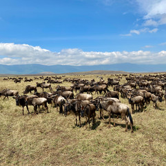 kudde wildebeesten in de Ngorongoro crater, Tanzania