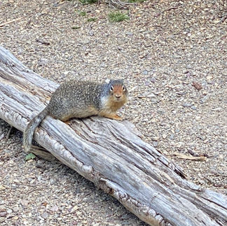 Squirrel atMany Glacier, Glacier National Park, Montana