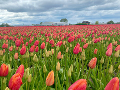 tulpenvelden bij De Tulperij