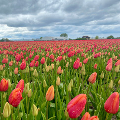 beautiful flowers on the tulip fields at the Tulperij