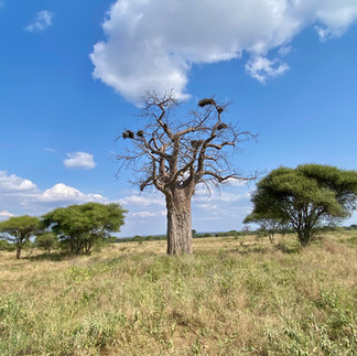 Baobab in Tarangire national park, Tanzania